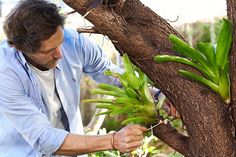 a man is trimming a plant on a tree