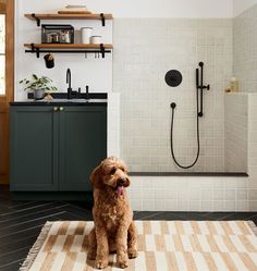 a brown dog sitting on top of a rug in a bathroom