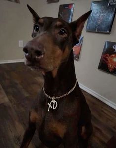 a dog is sitting on the floor in front of some pictures and looking at the camera