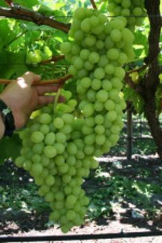 a person picking grapes from a vine