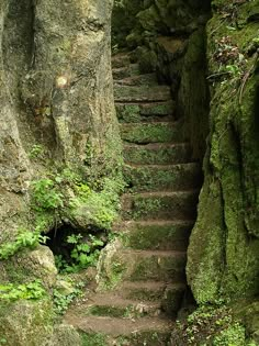 the stairs are covered in moss and have been carved into the rock face with trees growing out of them