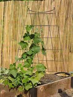 an outdoor garden with some plants growing in the planter and straw fence behind it