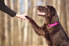 a dog shaking hands with its owner in the woods