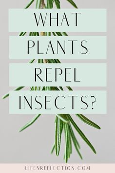 a plant with the words what plants repel insects? on it and an image of a