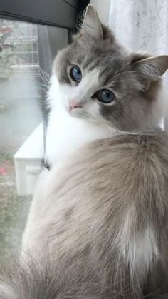 a gray and white cat sitting on top of a window sill