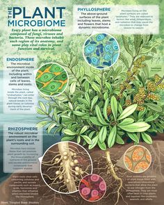 the plant microbiome is shown in this poster