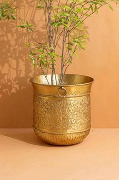 a potted plant sitting on top of a table