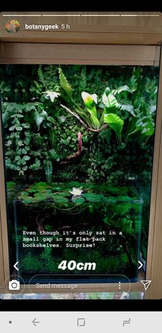 an aquarium with plants and water lilies on the bottom is shown in this screenshot