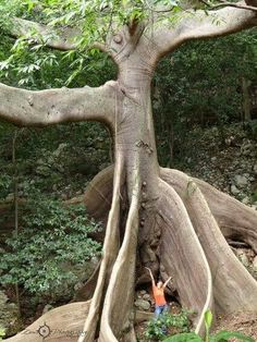 a person standing in front of a tree with its roots hanging over it's head