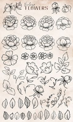 a bunch of flowers that are drawn on paper