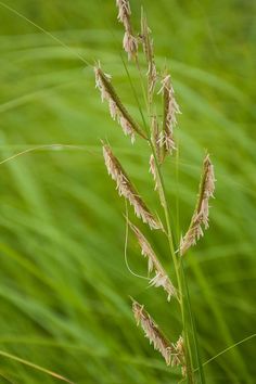 the tall grass is blowing in the wind