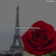 a red rose sitting in front of the eiffel tower with a caption that reads, no rain, no flowers