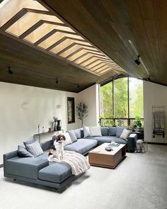 a dog sitting on top of a blue couch in a living room