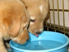 two puppies drinking water out of a blue bowl