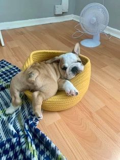 a small dog laying in a yellow basket on the floor next to a blue and white blanket