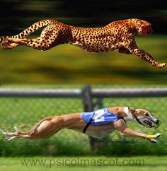 a dog chasing a cheetah in the air