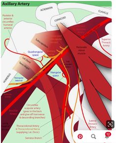 Upper Limb Anatomy, How To Pass Exams, Medical School Studying, Sciatic Nerve Pain