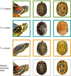 the different types of turtles and turtle eggs are shown in this diagram, which shows them's colors