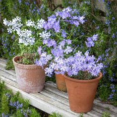 two potted plants are sitting on a wooden bench in front of some blue flowers