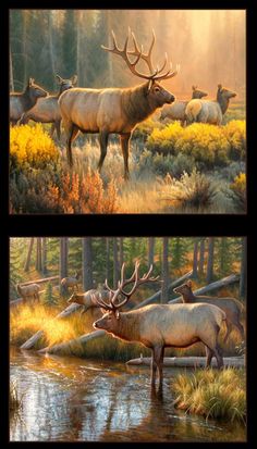 two pictures of elk in the wild with trees and water