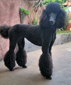 a black poodle standing on top of a sidewalk