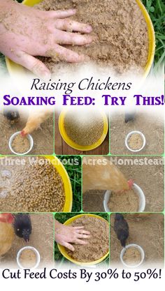 the instructions for raising chickens sowing feed try this