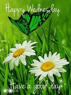 some daisies and a green butterfly in the grass with happy wednesday written on it