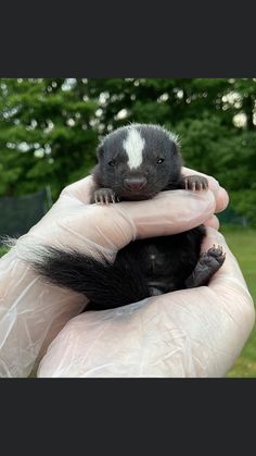 a person holding a small animal in their hand