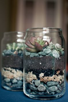 two glass jars filled with plants and rocks