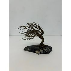 a small bonsai tree on top of a rock