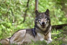 a wolf laying in the grass with its mouth open