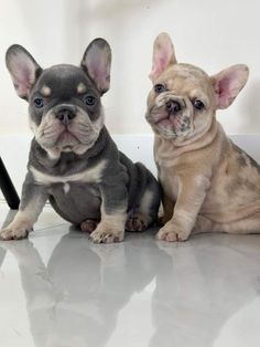 two puppies sitting next to each other on a white surface with one looking at the camera