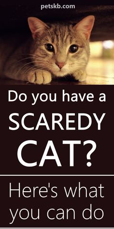 a cat laying on top of a table next to a sign that says do you have a scared cat? here's what you can do