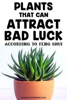 a potted plant with the words plants that can attract bad luck according to being shui