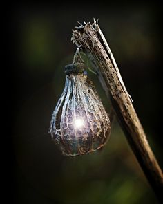 a close up of a tree branch with a light bulb hanging from it's end