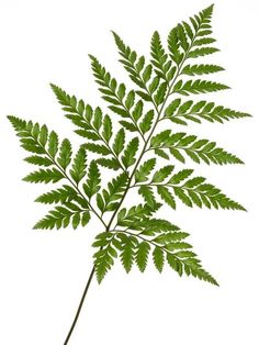 a close up of a green plant on a white background