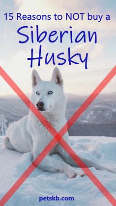 a white dog sitting in the snow with text overlay that reads, 15 reasons to not buy a siberian husky