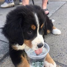 a puppy with its tongue sticking out and drinking from a starbucks cup on the sidewalk