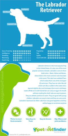 an info poster showing the different types of dogs