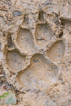 an animal's paw print on the side of a rock