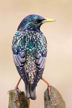 a colorful bird sitting on top of a wooden post next to a tree stump in front of a light colored background