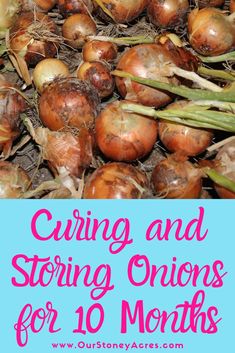 onions and onions for 10 months with text overlay reading caring and storing onions for 10 months