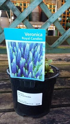 a potted plant sitting on top of a wooden table next to a sign that says veronica royal candles