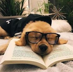 a dog wearing glasses is laying on top of an open book with its eyes closed