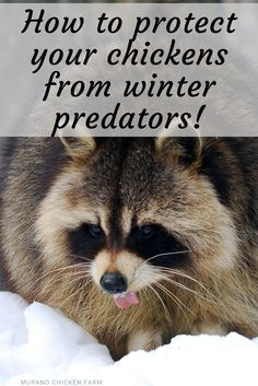 Raccoon in snow by chicken coop Chickens In The Winter, Chicken Care, Chicken Keeping, Hatching Chicks, Coop Ideas, Chicken Health, Raising Backyard Chickens, Keeping Chickens