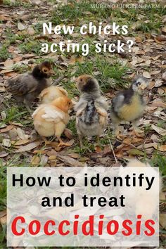 three chickens standing in the grass with text overlay that reads, how to identify and treat coccidiosis