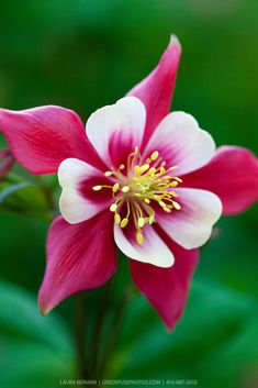 a pink and white flower with yellow stamens on it's center is surrounded by green leaves