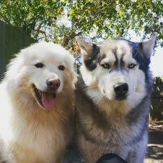 two dogs sitting next to each other on a dirt ground with trees in the background