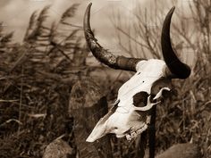 an animal skull with long horns is sitting on a fence post in front of tall grass