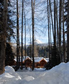 the snow is covering the ground and trees